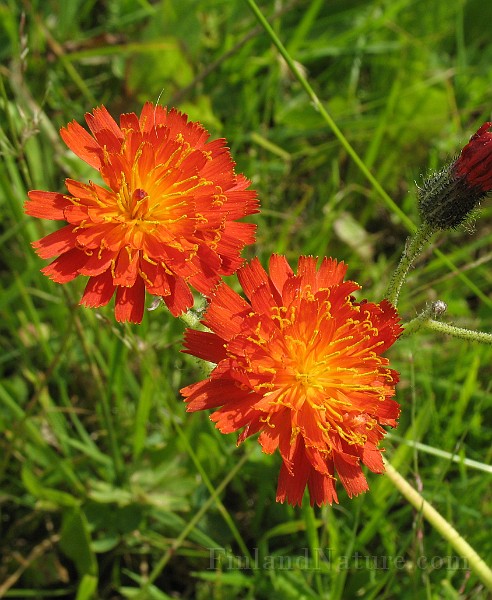 Hieracium_aurantium7.jpg