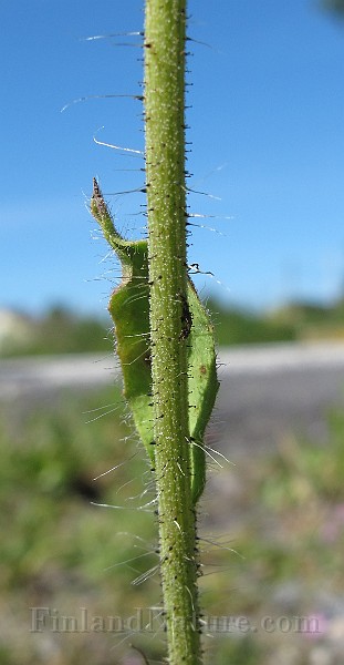 IMG_7656.JPG