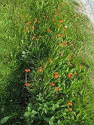 Hieracium_aurantium1