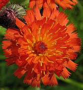Hieracium_aurantium5