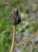IMG_7653