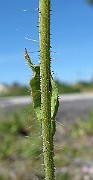 IMG_7656