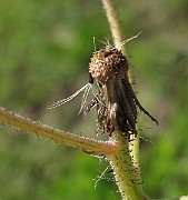 IMG_7658