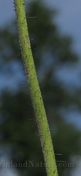 IMG_3383.jpg