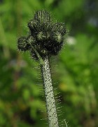 IMG_3386b
