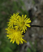 IMG_3388