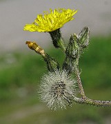IMG_3394
