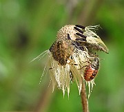 IMG_2944