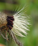 IMG_2945