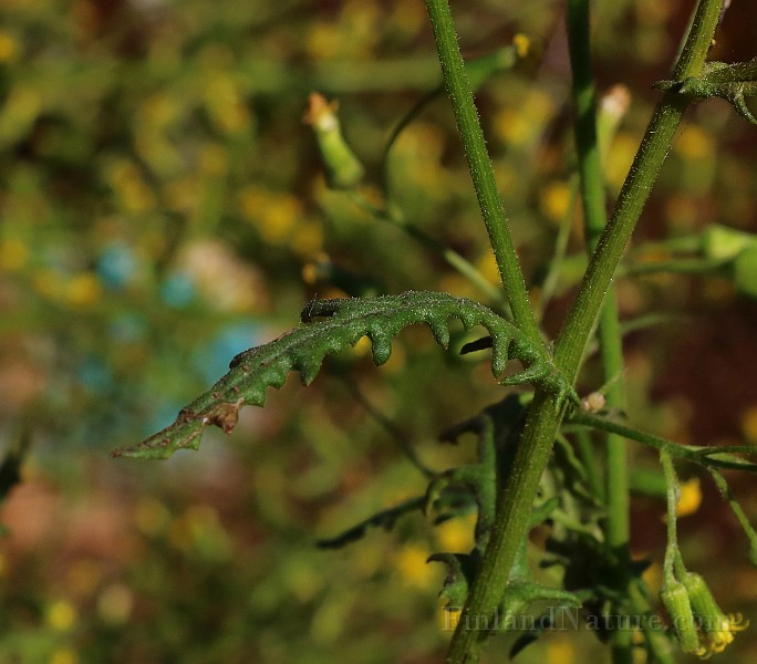 IMG_6262.JPG