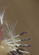 IMG_0917