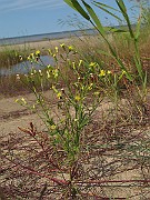 IMG_0919