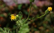IMG_1654