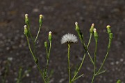 IMG_1658