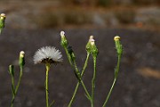 IMG_1659