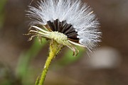 IMG_1664