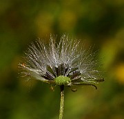 IMG_6256
