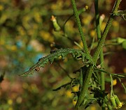 IMG_6262