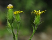 IMG_3438