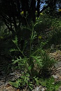 IMG_3444