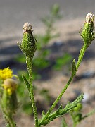 IMG_3942