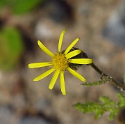 IMG_3945