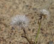 IMG_3956