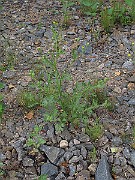 IMG_9269