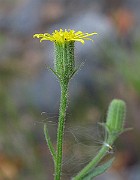 IMG_9274