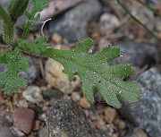 IMG_9275