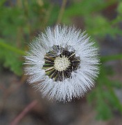 IMG_9278