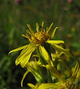 IMG_8132