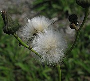 IMG_3415