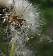 IMG_3417