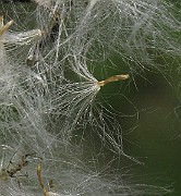 IMG_3417b
