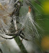 IMG_3421