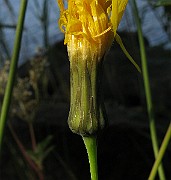 IMG_4496