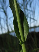 IMG_4499