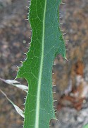 IMG_4500