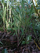 IMG_4503