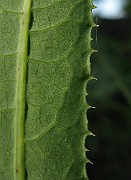 IMG_4506b