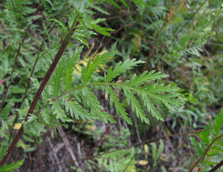IMG_1726.jpg