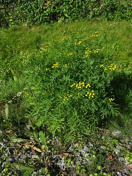 IMG_6391.JPG