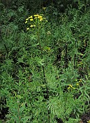 IMG_1725