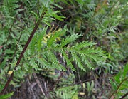 IMG_1726