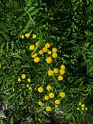 IMG_6392