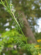 IMG_3688