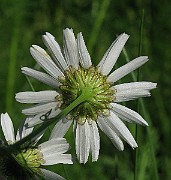 IMG_3977