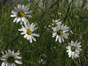 IMG_6269