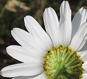 IMG_7349